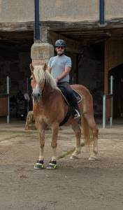 Gelding Haflinger For sale 2019 Silver dapple