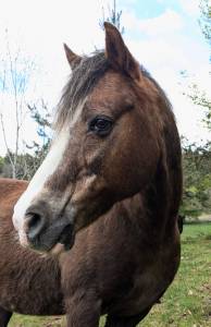 Gelding No Origin Recorded For sale 2006 Liver chestnut