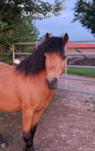 Magnifique poney super coup de saut 