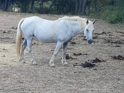 Mare Connemara Free 2003 Grey