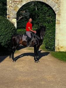 Stallion PRE Pure Spanish Bred For sale 2016 Dark Bay
