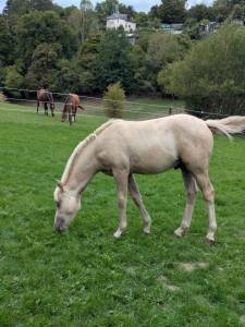 Ruin Franse rijpony PFS Te koop 2026 Palomino ,  GREATSTAR EMBET TILIA