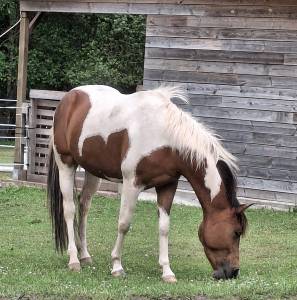 Jument paint horse 