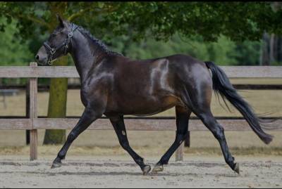 Ponette new-forest
