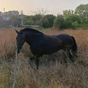 **potra pre negra en venta**