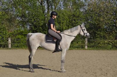 Jument pur sang arabe pp