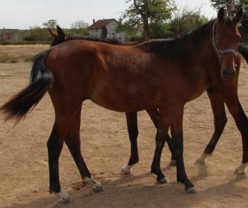 Poulain sf 1 an catchar mail 