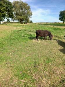 Mini shetland