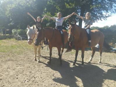 Cavalla trottatore francese in vendita 2014 baio