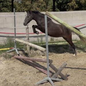 Ruin Welsh Pony (Section B) Te koop 2023 Schimmel