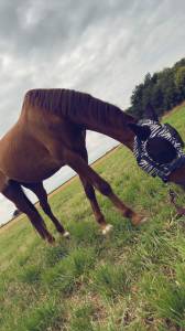 Cheval à vendre 