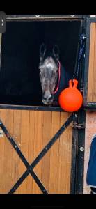 Mare thoroughbred part-livery 2020 grey