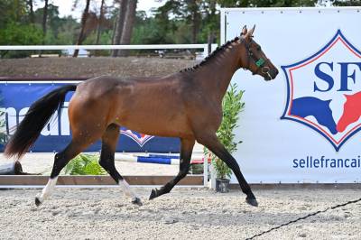 jument SF de 3 ans