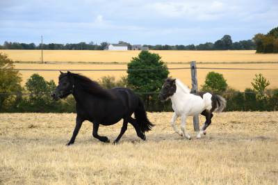 Yegua de ganadería shetland en venta 2018 negro por artiste de prat braz