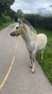 Hengst Welsh Pony (Section B) Te koop 2024 Schimmel