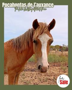 Veulen (vr) Welsh Partbred Te koop 2025 Vos