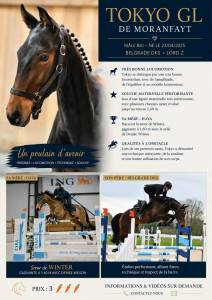 Poulain de 1 ans à vendre 