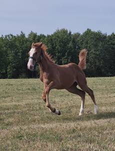 Candy de nantuel x tangelina de kreisker foal femelle