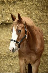 Top cheval d’amateur 
