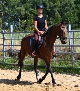 Afaya, jument de selle de 9 ans