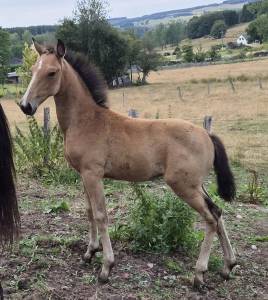 Filly Lusitano For sale 2026 Buckskin
