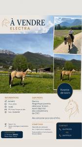 Mare French Saddle Pony For sale 2014 Buckskin
