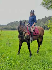 Cavalla purosangue inglese in vendita 2017 baio ,  orpen us (ps)