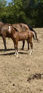 Colt French Saddle Pony For sale 2026 Bay