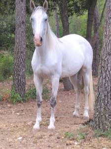 Vends superbe jument gris