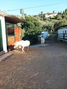 AMERICAN MINIATURE HORSES &ndash; CONDICIONES ESPECIALES