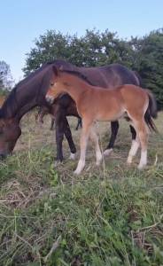 Veulen (ml) Franse rijpony PFS Te koop 2026 Donker bruin / bai