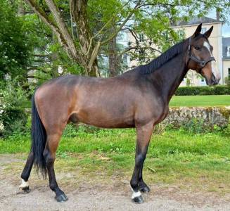 Cheval de sport pour débuter en cso amateur