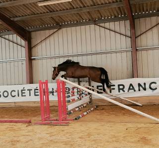 Jument sf de 3 ans 