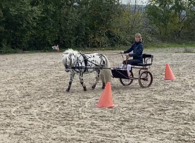 Shetland appaloosa