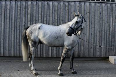 Cheval &agrave; vendre Hongre 10 ans 1m75