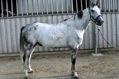 Cheval à vendre hongre 10 ans 1m75