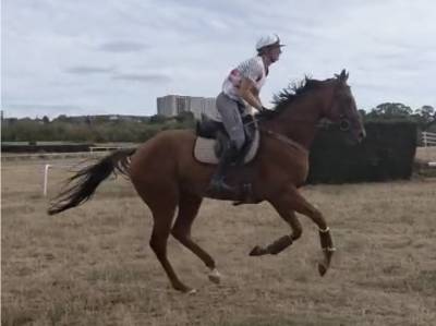 Hongre 4 ans polyvalent 170 