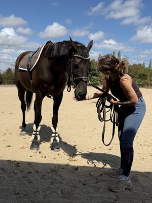 Gelding aqps for sale 2013 liver chestnut