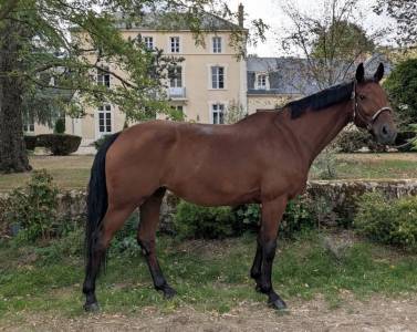 Mare Hanoverian For sale 2015 Bay