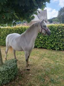 Jolie connémara 10 ans  montée et attélée