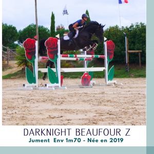 Merrie zangersheide te koop 2019 bruin / bai ,  dominator 2000 z