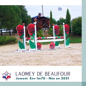 Merrie selle français te koop 2021 donker bruin / bai ,  ninto de beaufour