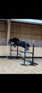 Gelding Origin Recorded For sale 2023 Grey
