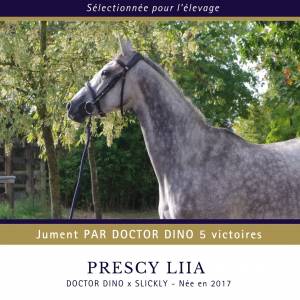 Jument par doctor dino 5 victoires