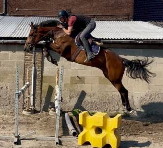 Mare sBs Belgian Warmblood For sale 2020 Bay