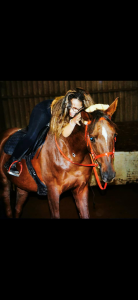 Prelude, hongre demi-sang arabe, 14 ans 