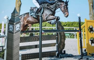 A vendre - hongre zangersheide 2018