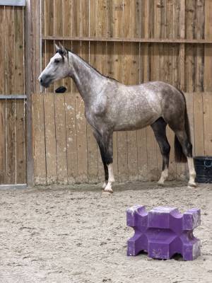 Stallone sella francese in vendita 2023 grigio ,  chacoon blue