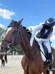 Vendo splendido cavallo  