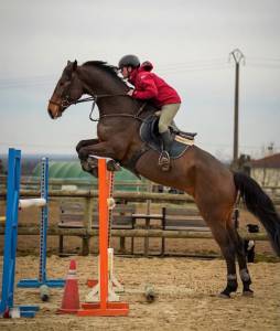 Caballo castrado silla francés en venta 2017 bayo